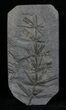 Pennsylvanian Horsetail (Asterophyllites) Fossil - France #31964-1